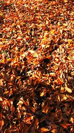 Full frame shot of autumn leaves