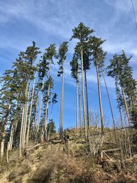 Low angle view of trees in forest against sky