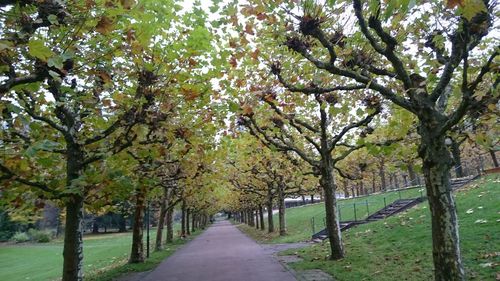 Scenic view of road amidst trees during autumn