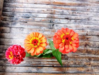 High angle view of orange flowering plants on wood