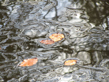 High angle view of turtle in lake
