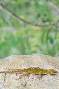 Close-up of lizard on rock