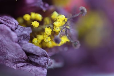 Close-up of yellow flowers on plant