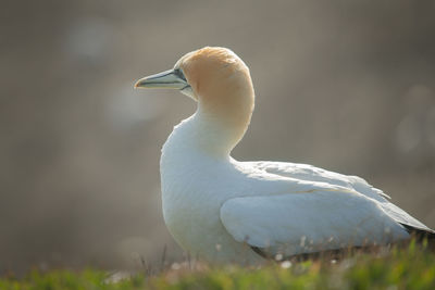 Close-up of swan