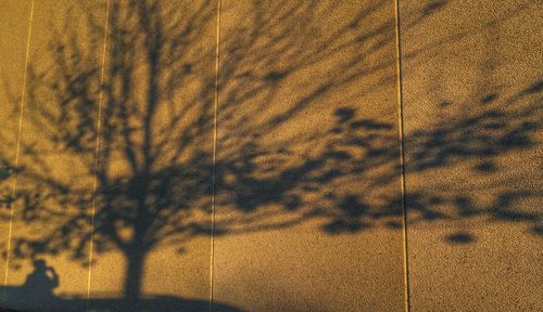 Close-up of tree