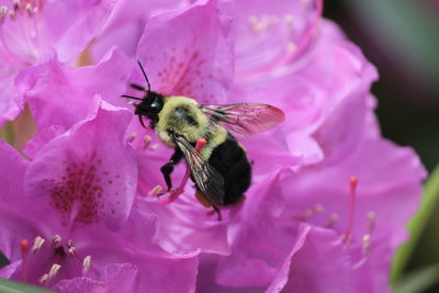 Honey bee pollinating on pink flower