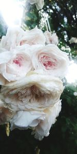 Close-up of white roses