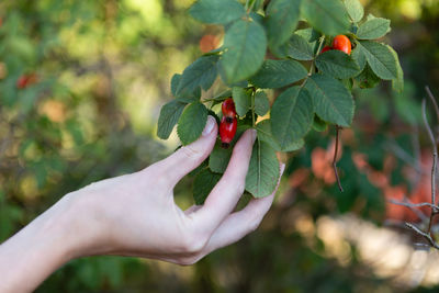Close-up of hand holding plant