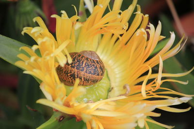 Close-up of honey bee pollinating flower