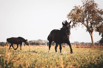 Horses in a field