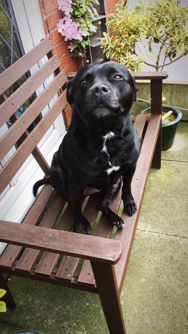 BLACK DOG SITTING ON CHAIR AT SIDEWALK