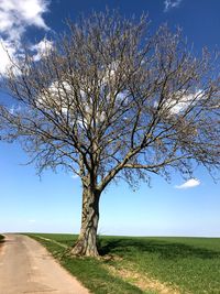 Tree by landscape against sky