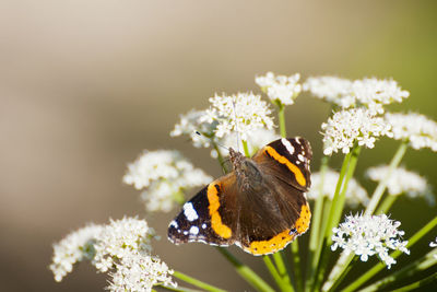 Close-up of butterfly on flower