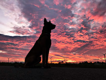 Silhouette dog standing against dramatic sky during sunset