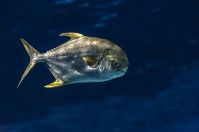 Close-up of fish swimming in sea