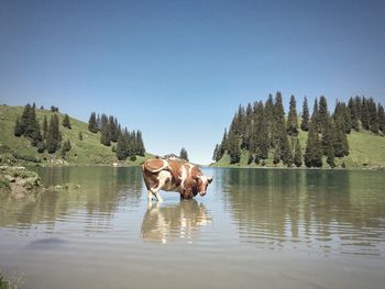 Dog in water on mountain against clear sky