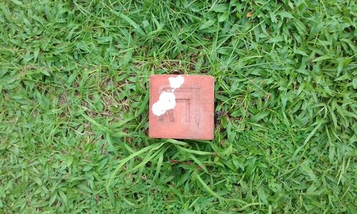 High angle view of grass on field