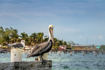 Birds perching on railing