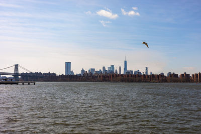 Birds flying over sea and buildings in city