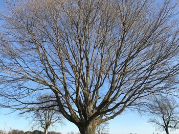Low angle view of bare tree against clear sky
