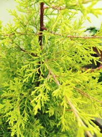 Close-up of fresh green plant