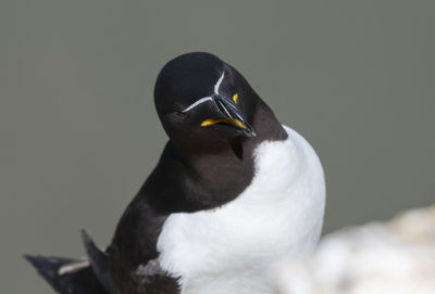 Close-up of bird