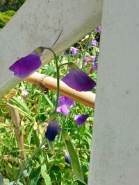 Close-up of purple flowers