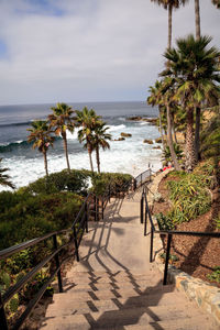 Palm trees on beach