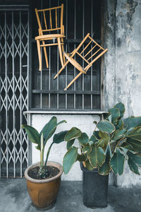 Close-up of potted plant against building