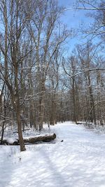 Bare trees on snow covered landscape