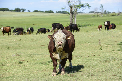 Sheep grazing on field