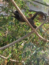 View of a bird in a forest