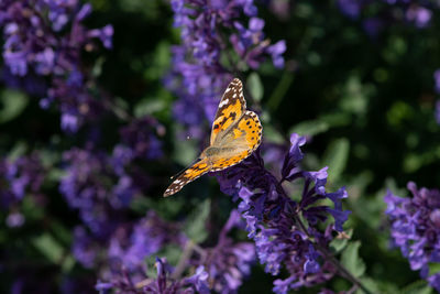 Close-up of butterfly pollinating on purple flower