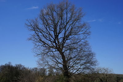 Low angle view of bare tree against clear blue sky