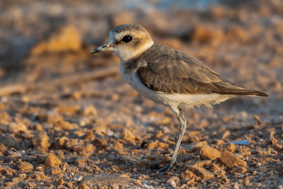 Close-up of a bird looking away