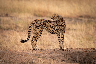 Cheetah standing on field in zoo