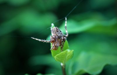 Close-up of spider pulling webs