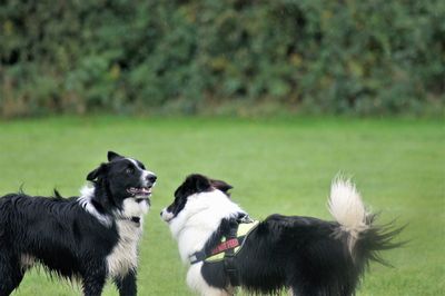Two dogs on grass