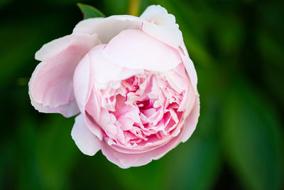 Close-up of pink rose flower