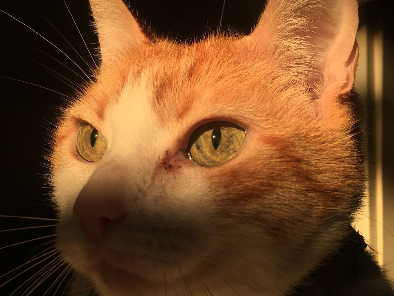 cat, domestic cat, feline, domestic, pets, one animal, domestic animals, animal themes, mammal, animal, close-up, vertebrate, whisker, animal body part, no people, indoors, animal head, looking at camera, eye, portrait, animal eye, black background, snout, ginger cat