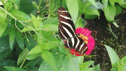 Close-up of butterfly on leaf