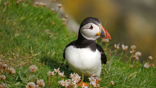 Close-up of colorful lovely puffin on grass