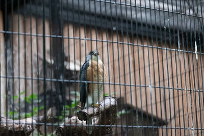 Birds perching in cage at zoo