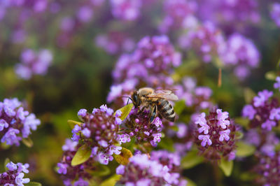 Close-up of bee on flower