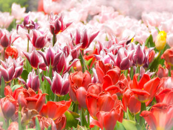 Close-up of pink tulips on field