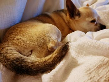 High angle view of dog sleeping on bed at home