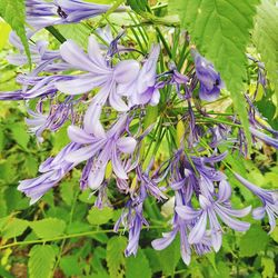 Close-up of purple flowers blooming outdoors