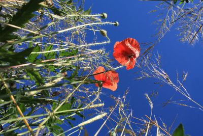 Low angle view of flower trees against clear blue sky