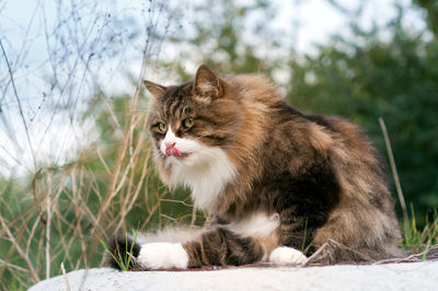 Beautiful long-haired cat who washes in the middle of nature. tongue out cat