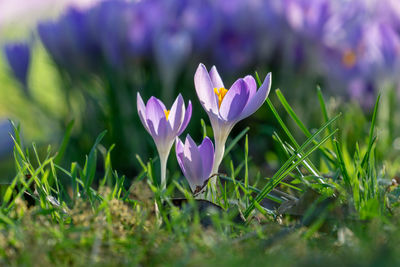 Close-up of purple crocus flowers on field